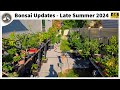 Bonsai Updates! - Late Summer 2024