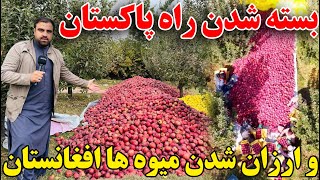 گزارش ویژه از حاصلات سیب در ولسوالی پغمان ولایت کابل!