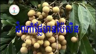 ដំណាំហូបផ្លែ មៀន នៅប៉ៃលិន