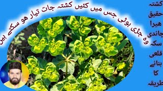 قاضی دستار کی پہچان اور کشتہ جات| Euphorbia helioscopia