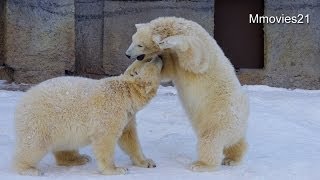 バトルの後は雪で喉を潤すポロロとマルル~Polar Bears