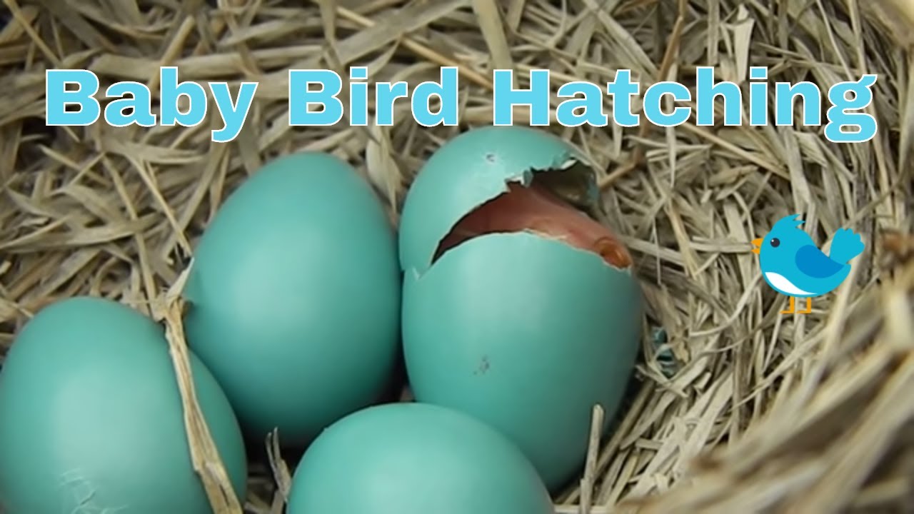 Bird Eggs Hatching
