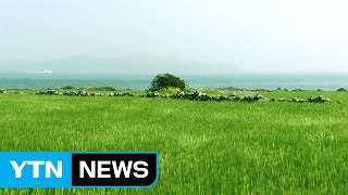 청보리로 푸르게 물든 제주 가파도 / YTN (Yes! Top News)