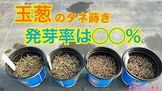 【発芽の良し悪しが判明】玉ねぎの種まき　タネのハシモト