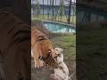 new tiger song shorts viral video 🤩🤩🤩#new #viral #youtube #shortsfeed #trending #tiktok #tiktokvide