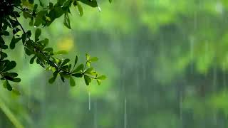 마음을 달래는 최상의 빗소리, 비오는소리ASMR   Rain Sound Gentle 10 Hours & Best Sound of Rain to Soothe your Heart