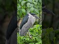 🐦【鳥図鑑】🐦ゴイサギ（57）black crowned night heron night heron