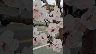 Very beautiful apricot flower on this gloomy weather #flowers #shorts