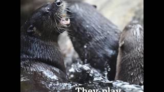 You Otter Speak Up!