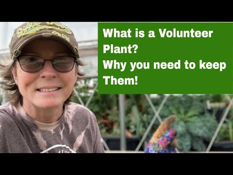 Will volunteer tomato plants produce?