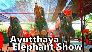 Ayutthaya Elephant Palace　アユタヤの象