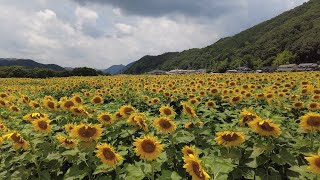 佐用町南光ひまわり畑　Nanko Sunflower Field, Sayo Town (July 2022)