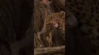 # leopard# short video#short field#JD-Guru-B🚘👨‍💼#adventure life animal short