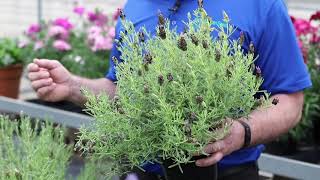 Tech Tip, Spanish Lavender