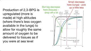 2,3-bisphosphoglycerate (2,3-BPG) & its effects on hemoglobin (inc. fetal Hb & altitude) – overview