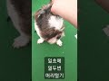 shorts 추석 맞이 장기자랑 일초에 열두번 머리털기 시범🐶