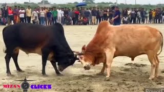 ব্লাক টাইগার বনাম সাদা ডায়মন্ড,,,,,, 🐮🐮🥰🥰🥰