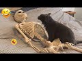 Funniest Animals 2023 🤣 Best Funny Cats and Dogs Videos 😸🐶 Part 20