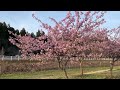 2023年3月23日・🌸桜開花・柏崎・夢の森公園