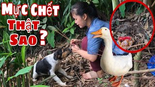 Khóc Cạn Nước Mắt Trước Mộ Bò Sữa Quỳ Lạy. Bim Bim Không Tin