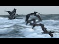Pelicans Ocean Beach, San Francisco #pelicans #oceanbeach #birds #nature #beach #ocean #sanfrancisco