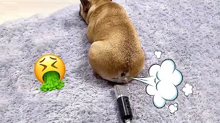 TRY NOT TO LAUGH Cats And Dogs Reaction To Fart Bad Pets 💨😂