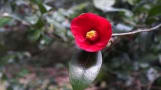 笠山椿群生林 kasayama camellia forest（SONY DSC-RX1R）