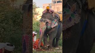 Jai Shree Ganesh. Indian Elephant African elephant Myanmar sri lanka Thailand. ##shorts