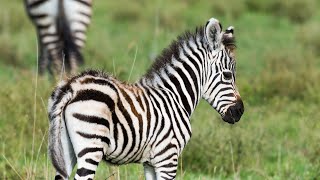 The Cutest Baby Zebras | Adorable Zebra Foal | The Cutest Baby Animals