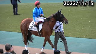 【競馬】今村聖奈騎手（東京競馬場）2022/11/13