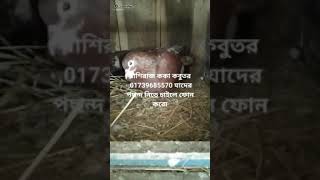 ককা কবুতর আসল বাশিরাজ কোকা 01739685570(4)