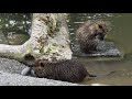 毛づくろいするヌートリアの子　coypu　2017 0821