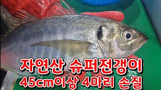 지금 제철 자연산 슈퍼 활전갱이 45cm이상 4마리 손질. horse mackerel. アジ