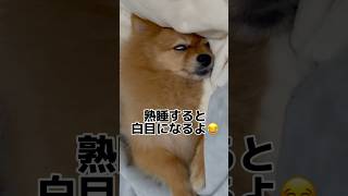 熟睡するポメラニアン #dog #dogs #shorts #short #shortsvideo #sleep