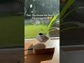 your mom deserves a nice gift✨🎁🪴 plants nature floating levitatingplant gift