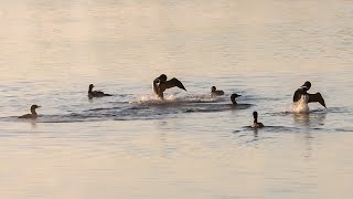 Common Loon \