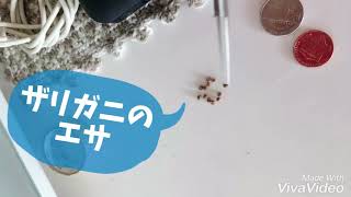 ザリガニ☆手渡しでエサを食べるザリちゃん