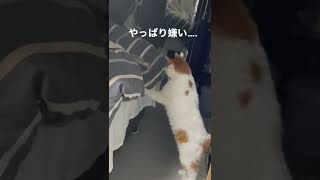 うちの猫ドライヤーはやっぱり嫌いみたい…