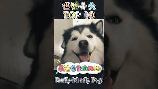 《世界十大適合家庭狗狗》Top 10 Suitable for family dogs in the World #shorts #short #2024 #ai