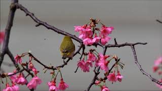 🐝綠繡眼🌸 +🐝 麻雀🌸 + 🐝白頭翁🌸 鳥語花香