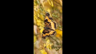 Beautiful Butterfly | அழகான பட்டாம்பூச்சி | Kumki Love Bgm | Kumki Love Theme | Nature