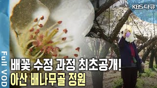 단 3일! 배꽃들의 수정과 그 뒤에 숨은 놀라운 신비~ 국내 8대 배 생산지 아산 배나무골! (KBS 20150925 방송)