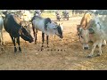 திருவோணம் மாட்டு சந்தை பல லட்சம் மதிப்புள்ள காளைகள் jallikattu videos barani vkbarani best vk