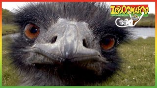 🐦 Zoboomafoo 119 - Running - Animal shows for kids | Full Episode | HD 🐦