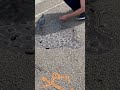 Pigeon Pecking Nuts in Lady’s Hand