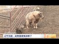 中国三农报道 辽宁沈阳：动物园家族添新丁 农业致富经 agriculture and farming