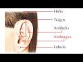 CHINESE AURICULAR ACUPUNCTURE 10: CLINICAL ENERGETICS - Points of Helix and Antitragus