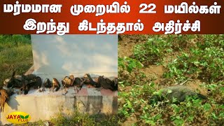 தொடரும் மயில்கள் இறப்பு: 22 மயில்கள் இறந்து கிடந்ததால் அதிர்ச்சி | Peacocks found dead