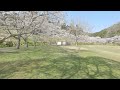 さくら祭り会場の満開の桜です。さくら街道と銘打って一帯が桜満開でした。