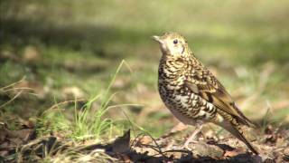 野鳥撮影・ トラツグミ　White's Thrush